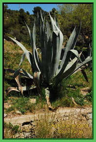 Agave americana