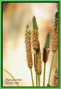 Plantago media