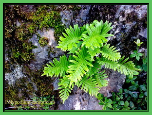 Polypodium cambricum L.