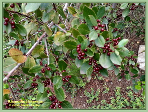 rhamnus alaternus