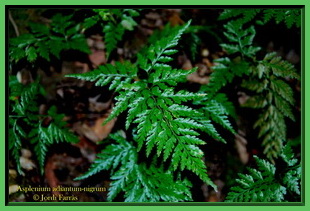 Asplenium adiantum-nigrum