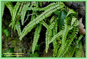 Asplenium trichomanes