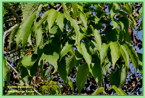 Celtis australis