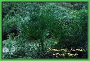 Chamaerops humilis 