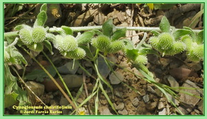 Cynoglossum cheirifolium