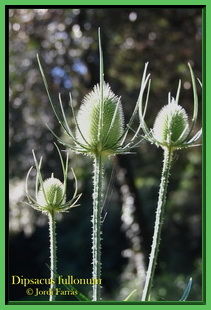 Dipsacus fullonum