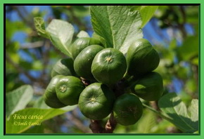 Ficus carica