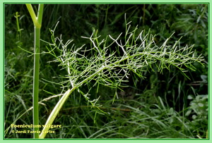 /Foeniculum vulgare