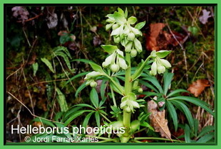 Helleborus phoetidus