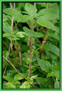 Parietaria officinalis