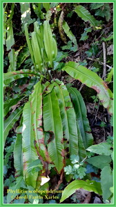 Phyllitis scolopendrium