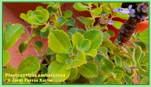 Plectranthus amboinicus