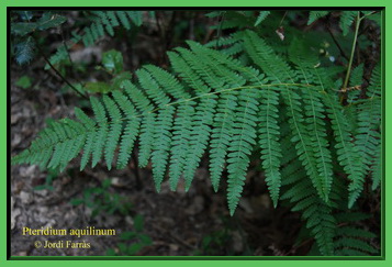 Pteridium aquilinum