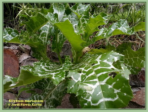 Silybum marianum