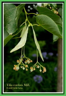 Tilia cordata