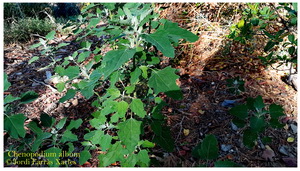 chenopodium album