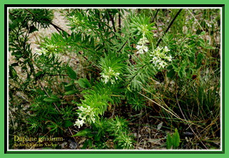 Daphne gnidium