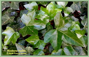 Hedera helix