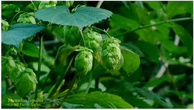 Humulus lupolus