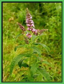 Mhenta longifolia