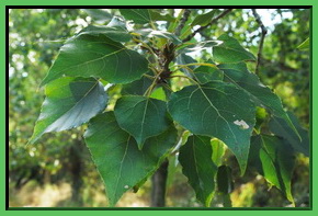 Populus nigra