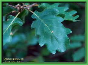 Quercus pubescens