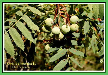 Sorbus domestica L.